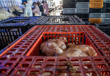 Poultry in a cage