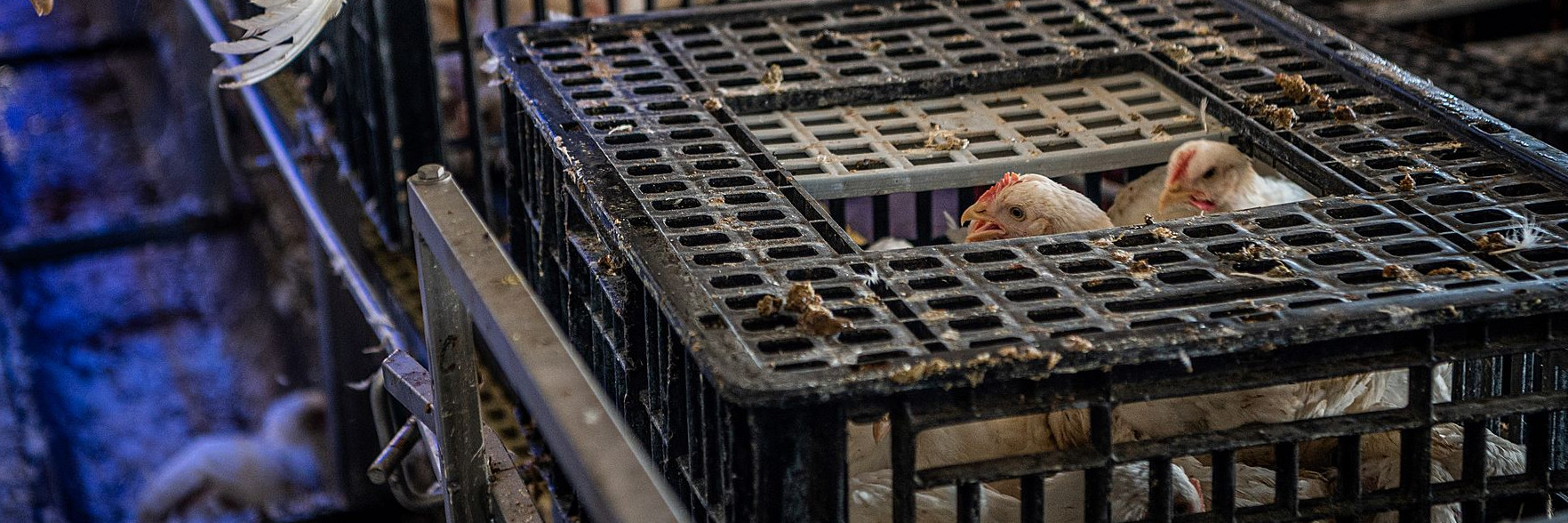 Chickens in crates at a sloughterhouse