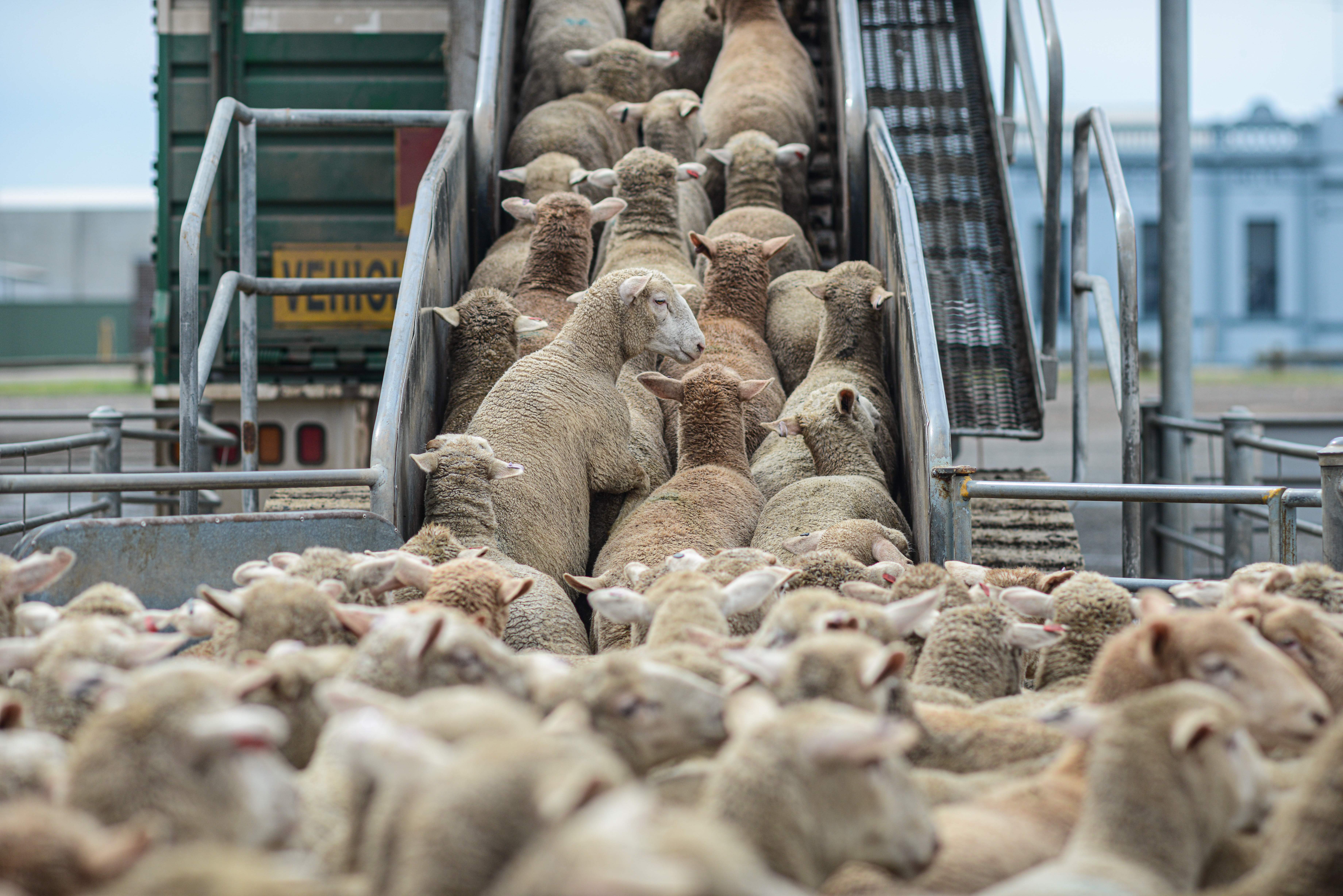 Sheep loaded onto trucks from the sale yard | WiK