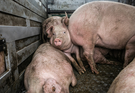 Pigs squished together inside a transport truck