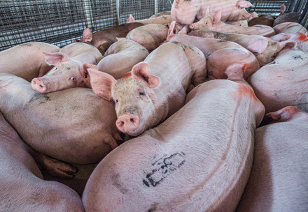 Pigs crammed together in a tiny transport carriage on their way to slaughter