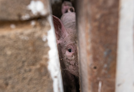 Pig looking through walls at a pig farm