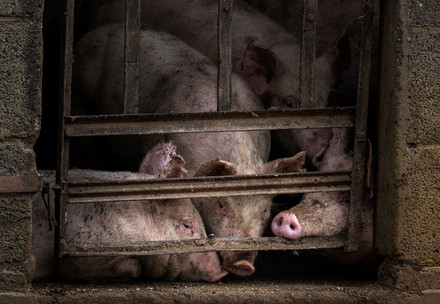 Pigs inside a crowded stable