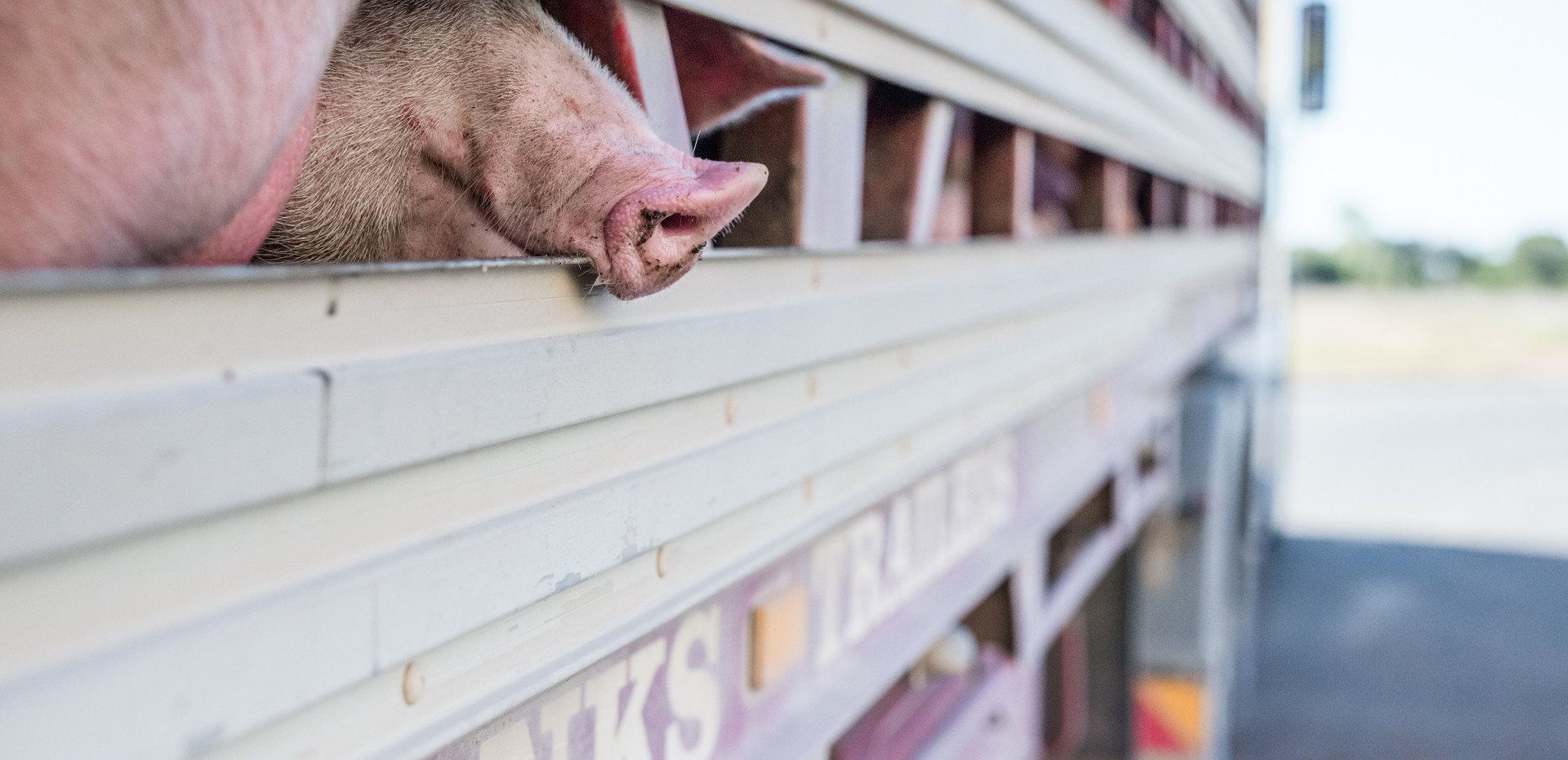 Live pigs transport on truck