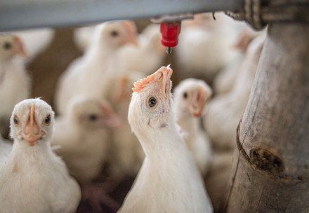 Chicken in intense farming