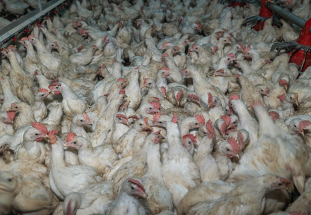 Chickens being live transported