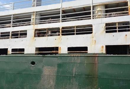 Animal transport ship