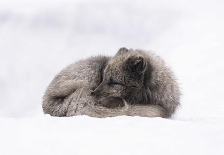 White and grey fox laying in the snow