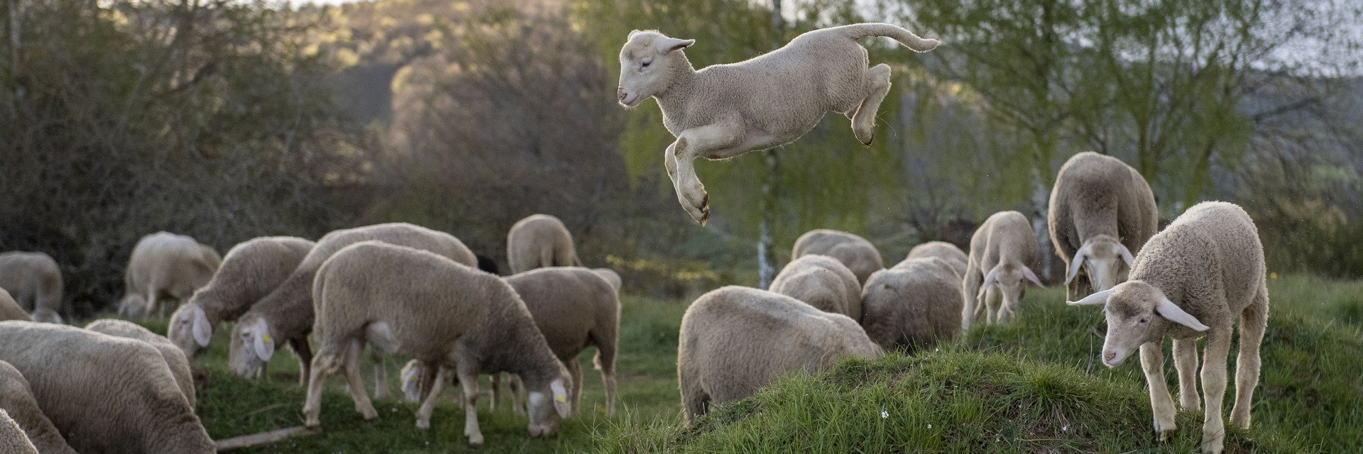 Lamb jumping in a field amongst sheep