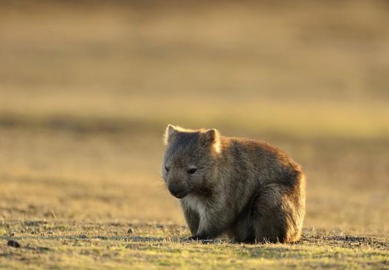 Wombat sitting in a field