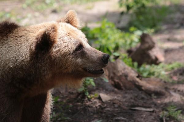 Our BEAR SANCTUARIES Bear at our sanctuary