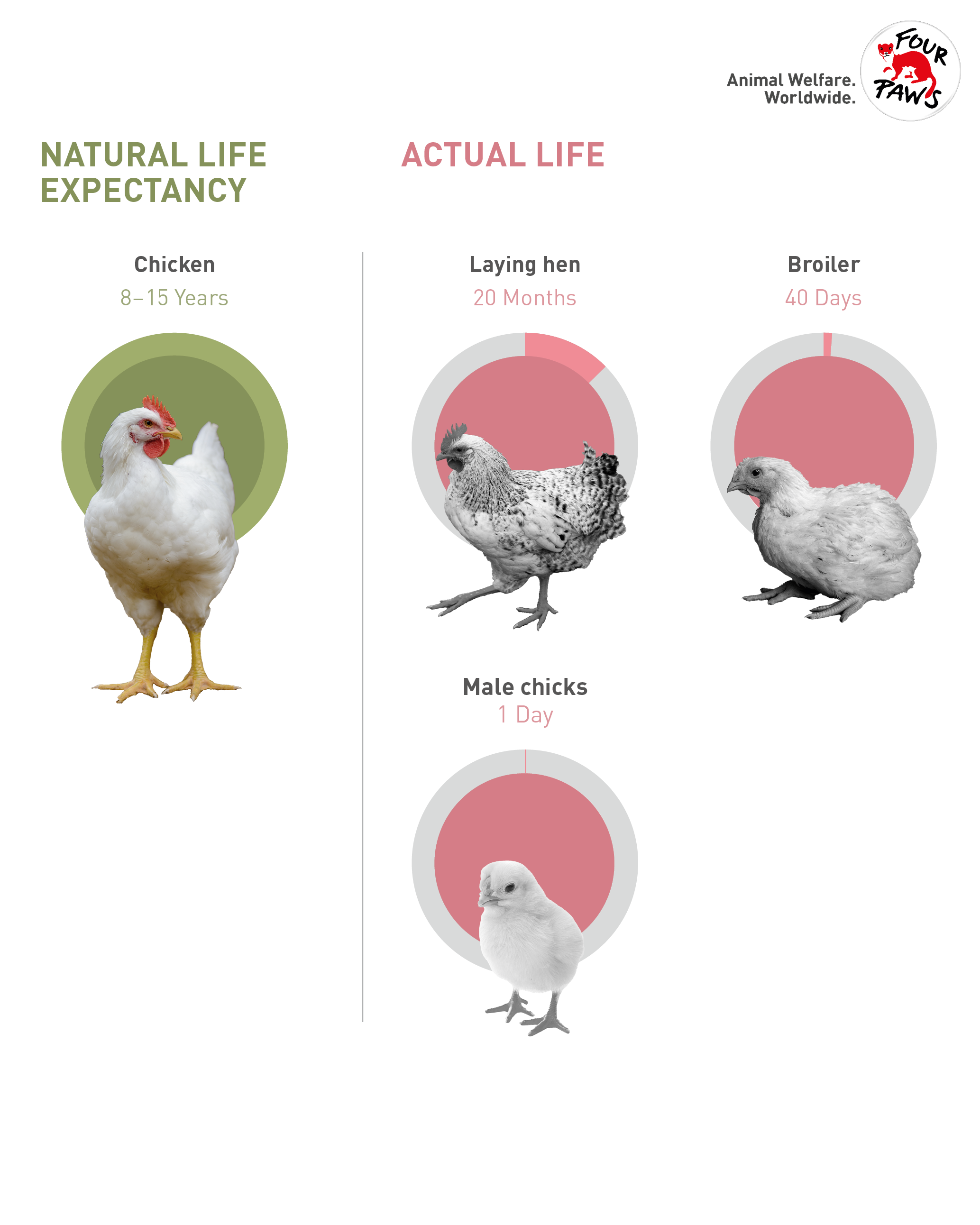 Comparing the natural life expectancy of chicken with their lifespan in intensive animal husbandry