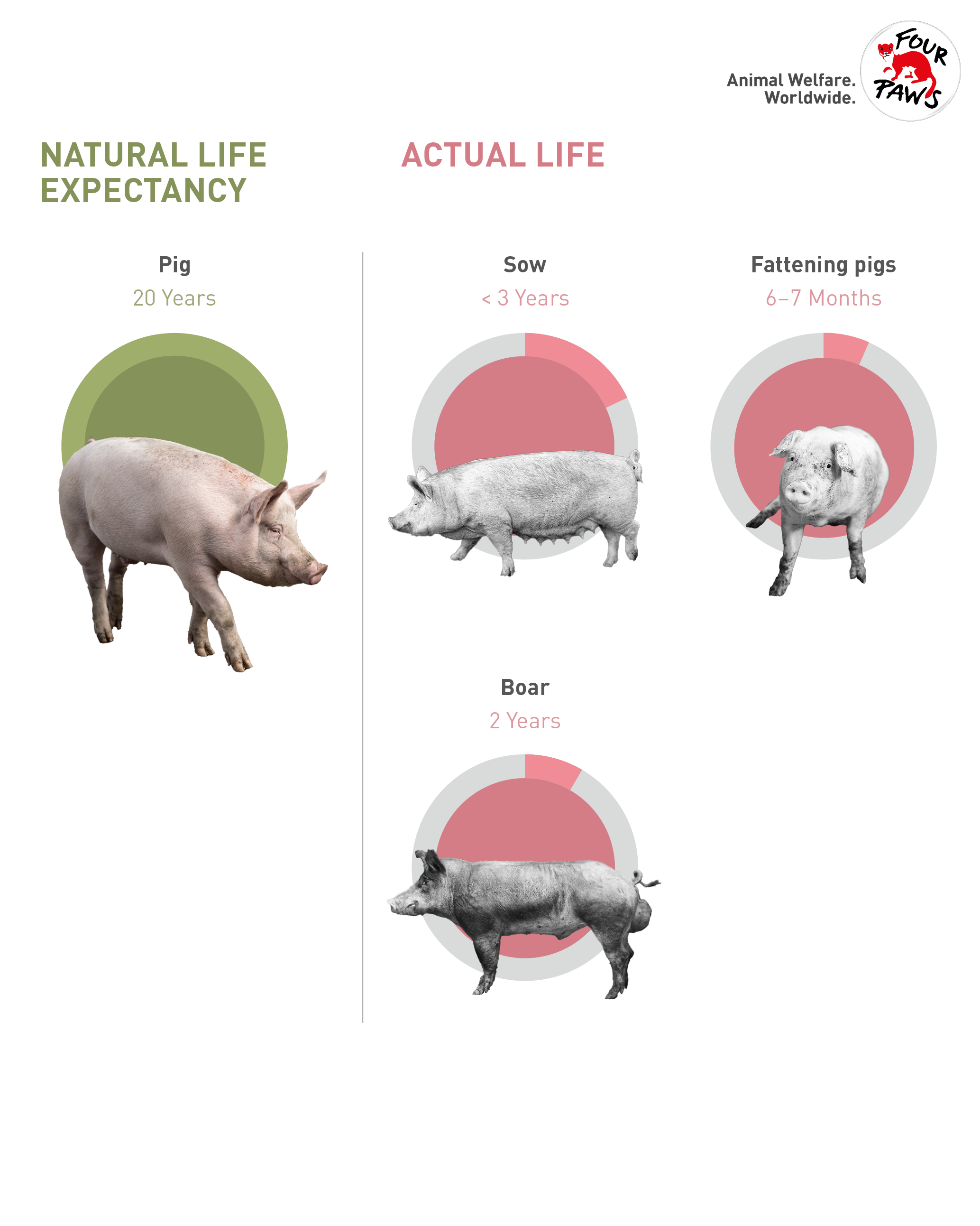 Comparing the natural life expectancy of pigs with their lifespan in intensive animal husbandry