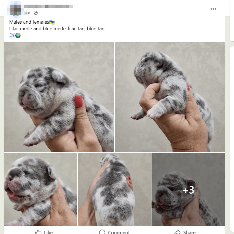 Puppy ad on Meta platform Puppy ad on Meta platform