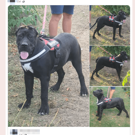 Facebook messages about available puppies Facebook messages about available puppies