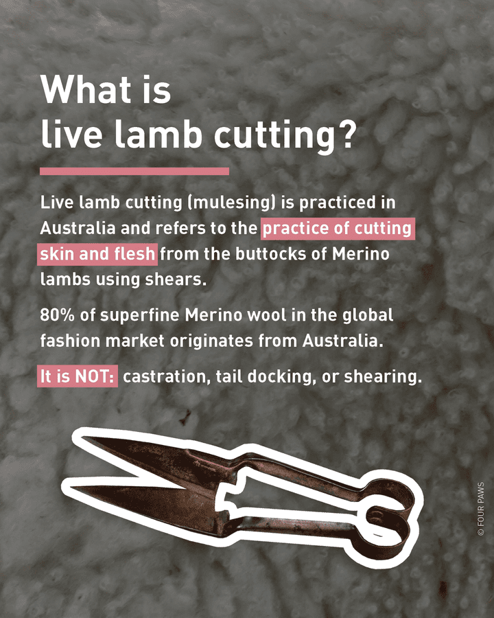 Graphic about what live lamb cutting is Graphic about what live lamb cutting is