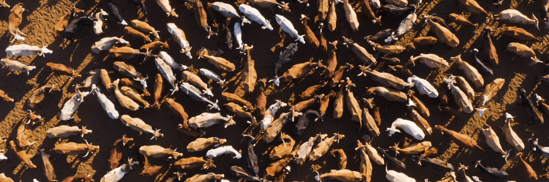 Cattle farm - thousands of cattles photographed from the sky