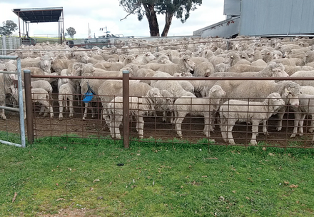 Sheeps and lambs on a farm with mulesing practice