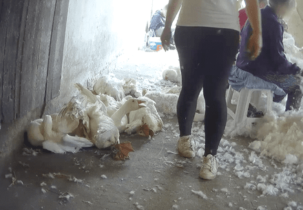 Live plucking at a geese farm in Poland
