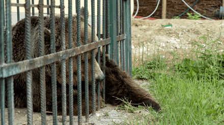 Restaurant bear Mark in Albania