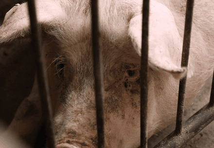 Pig in intensive farming in Germany