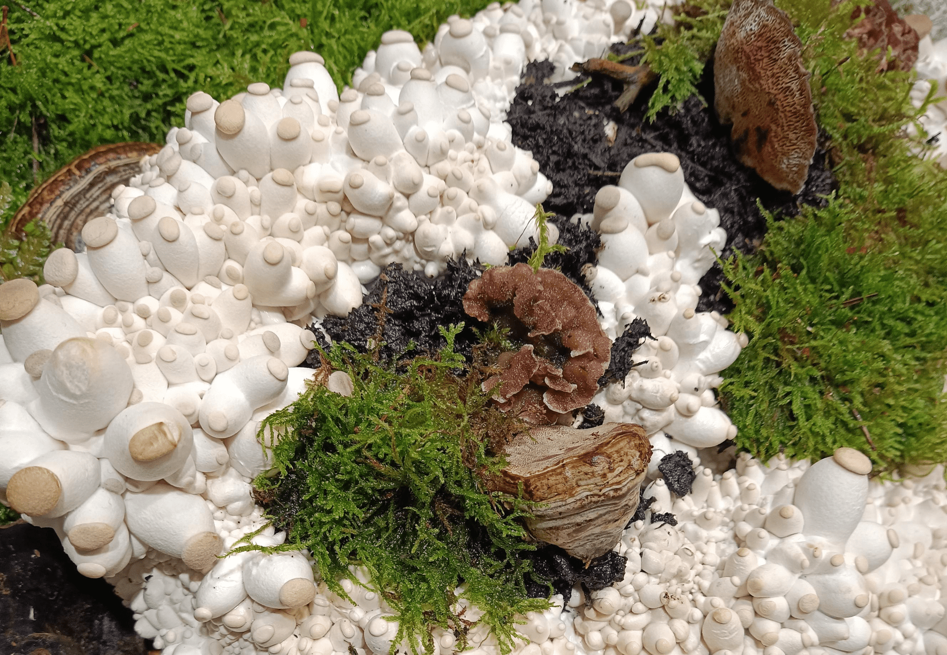 Next gen mycelium materials on display at the ISPO conference in Munich