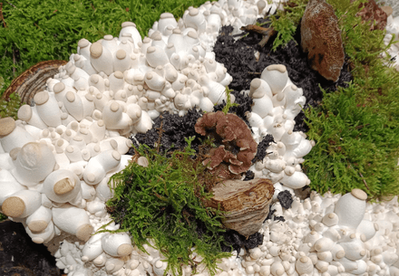 Next Gen Mycelium Materials on Display at the Ispo Conference in Munich Next gen mycelium materials on display at the ISPO conference in Munich