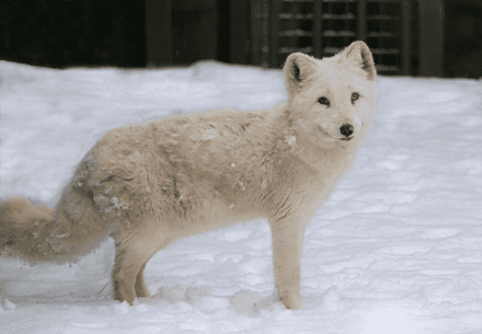 Digital Communications Coordinator (m/f/d) Polar fox in the snow