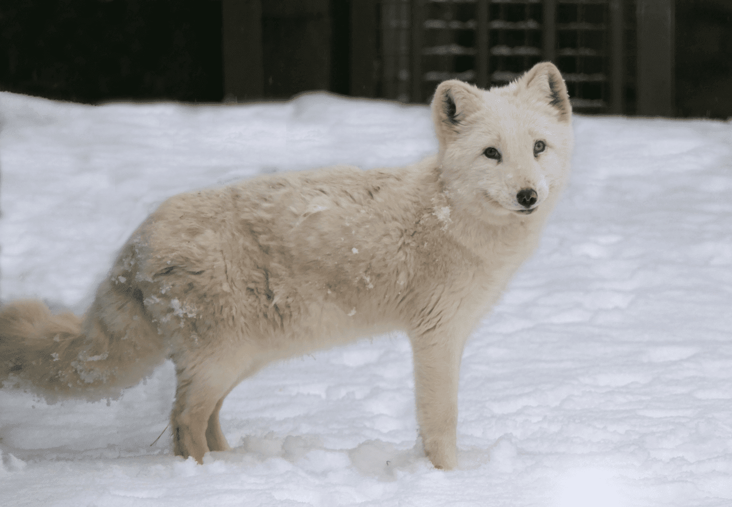 Digital Communications Coordinator (m/f/d) Polar fox in the snow