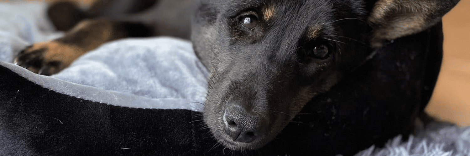 Dog in a dog bed relaxing