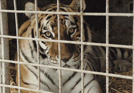Tiger in a circus truck in Slovakia