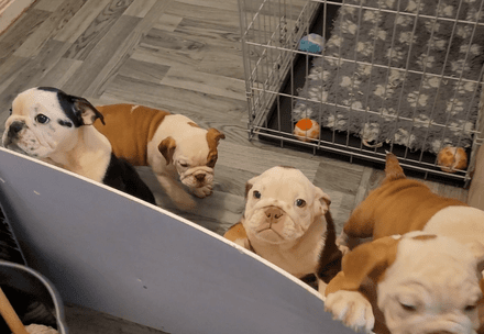 American bulldog puppies offered for sale by an unauthorized seller