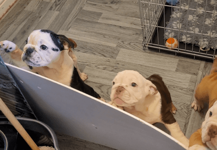 Bulldog puppies looking up from their kennel 