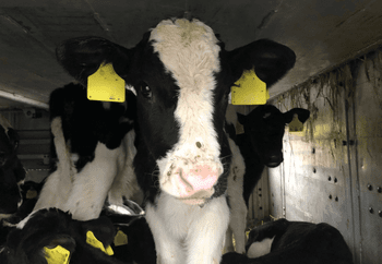 Calf Looking to Camera on Board a Ferry Ship Being Exported From Rosslare Port in Ireland Destined for Europe Calves transported onboard a ferry