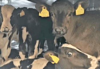 Multiple Calves on Board a Ferry Ship Being Exported From Rosslare Port in Ireland Destined for Europe Calves transported onboard a ferry