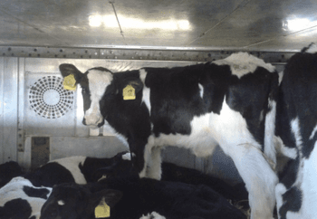 Calf Standing on Board a Ferry Ship Being Exported From Rosslare Port in Ireland Destined for Europe Calves transported onboard a ferry