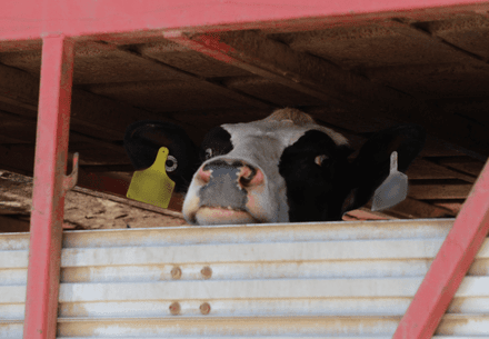 Pregnant cow being transported