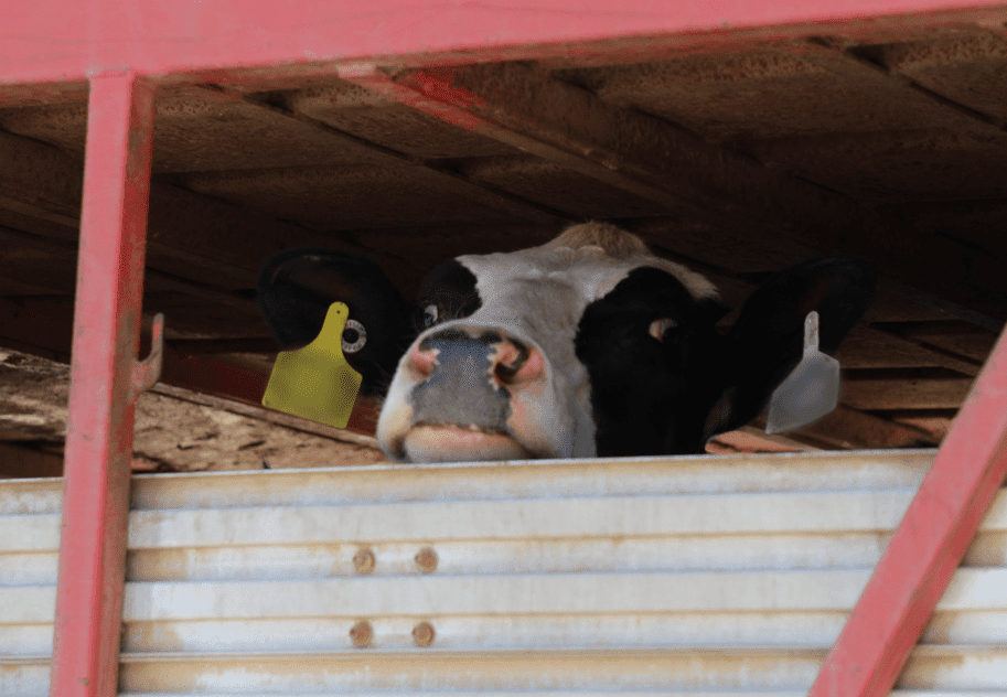 Pregnant cow being transported